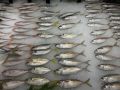 Скумбрия: доступная альтернатива сёмге с полезными свойствами