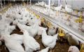 Древние секреты бройлерных кур: стоит ли рисковать ради быстрого ужина?